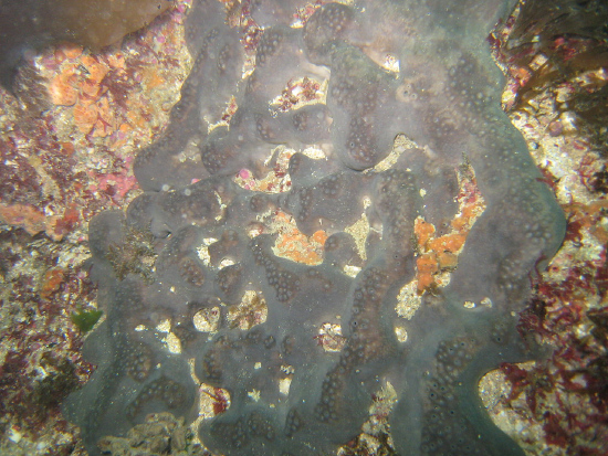  Pachymatisma johnstonia (Black Sponge, Charcoal Sponge)